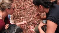 Tressie and Claudia with drying beans in a rural community