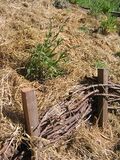 This shows an example of a baffle with sage planted above it.