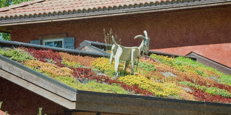 File:Living roof homepage no frame.png