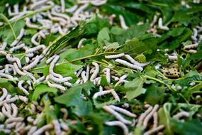 285px-Silkworms01.jpg