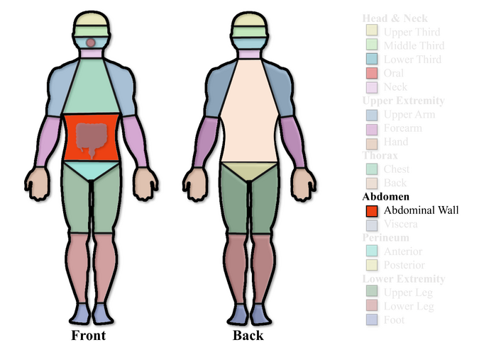 File:Abdominal Wall Region.png