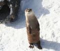 Northern River Otter Lontra canadensis