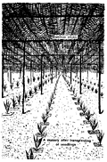 Thumbnail for version as of 01:25, 6 January 2007