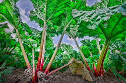 Rhubarb