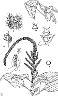 Thumbnail for version as of 01:24, 6 January 2007