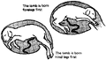 Thumbnail for version as of 01:24, 6 January 2007