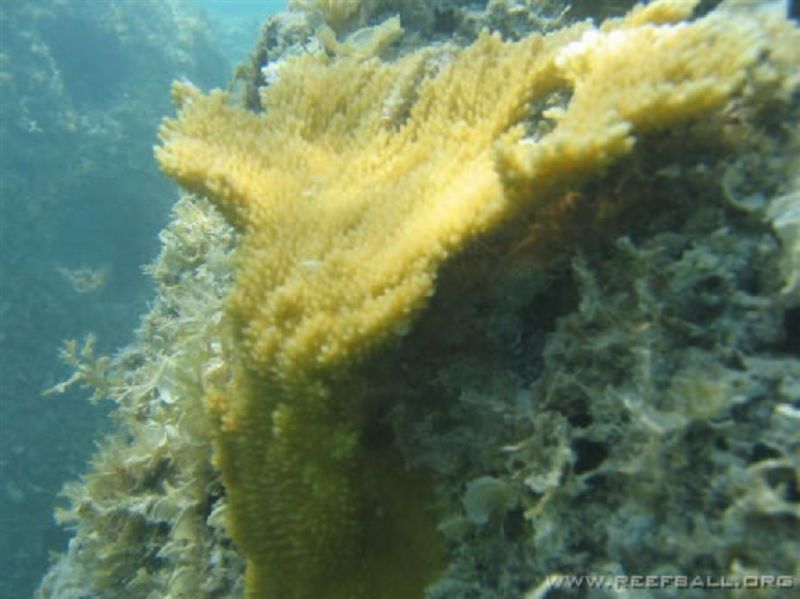 File:Coral propogation & rescue image 1.jpg