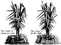 Thumbnail for version as of 01:25, 6 January 2007