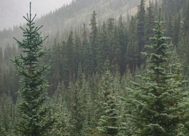Yield and Toxin Analysis of Leaf Protein Concentrate from Common North American Coniferous Trees