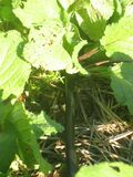 Fig 1m: Microtubing next to plant