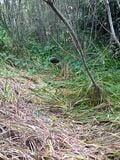 Vegetated Swale