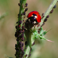 Thumbnail for version as of 11:16, 11 December 2015