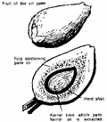 Thumbnail for version as of 01:25, 6 January 2007