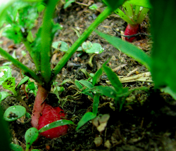 Radish