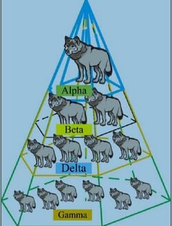 Hierarchy of grey wolfs