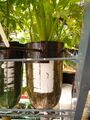 Thick celery and deep roots. 6-25-10