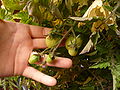Yellow pear tomatos. 8-11-10
