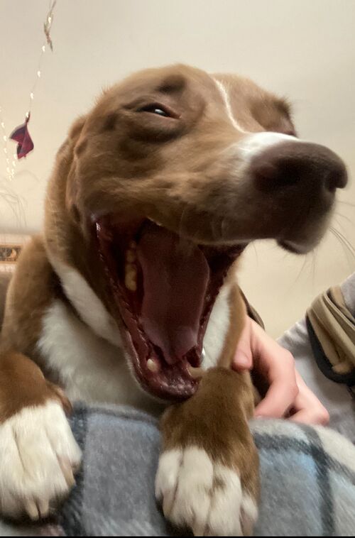 File:The pitbull.jpg