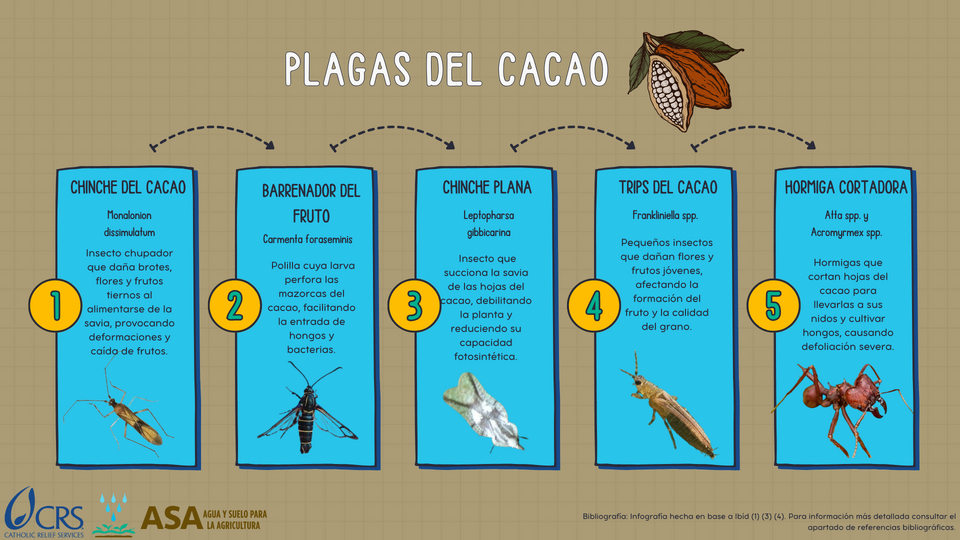 File:Plagas del cacao.png