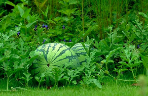 Watermelonamidgreen.png