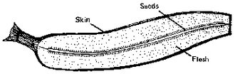 Section d'une banane