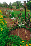 Tepees made from branches