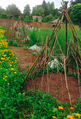 Tepees made from branches