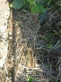 Fig 1l: Microtubing next to plants