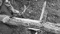 Thumbnail for version as of 01:22, 6 January 2007