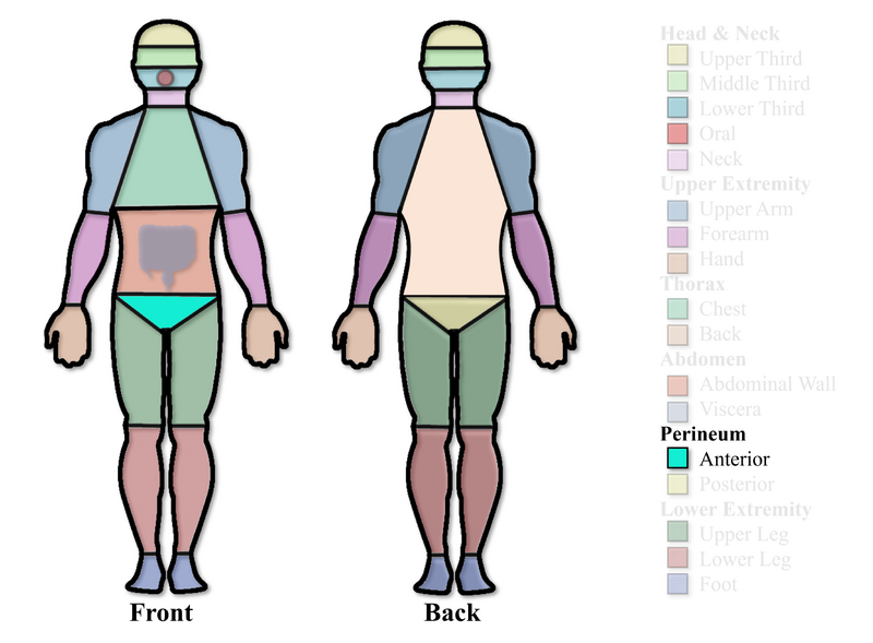 File:Anterior Perineum Region.png