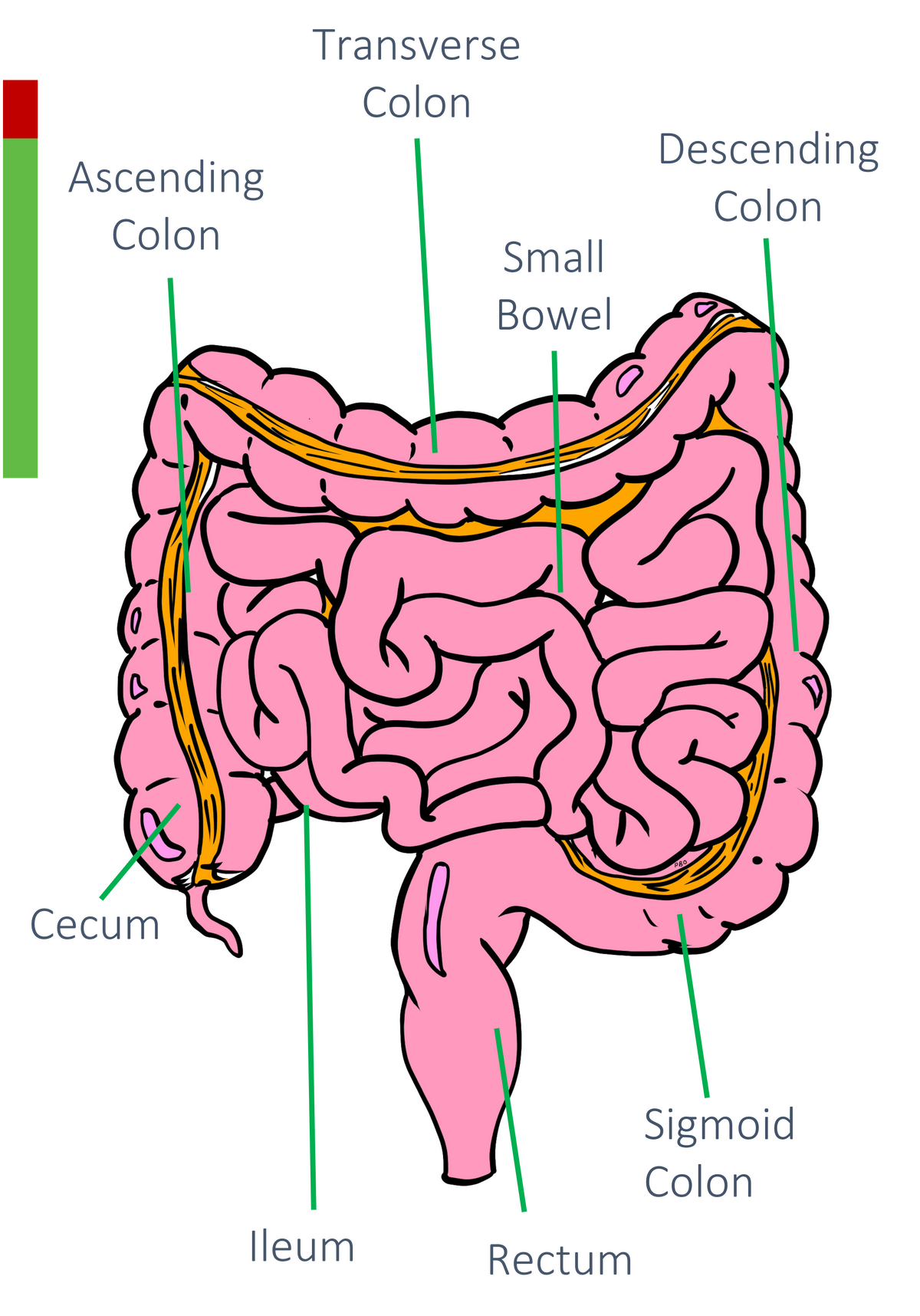 Appendix Anatomy Review Appropedia, the sustainability wiki