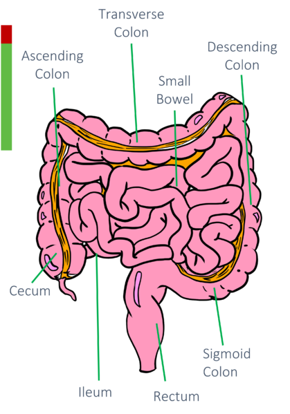 File:Bowel Anatomy.png