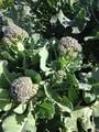 Figure 10 Close up of broccoli. Image courtesy of Martha Ayon