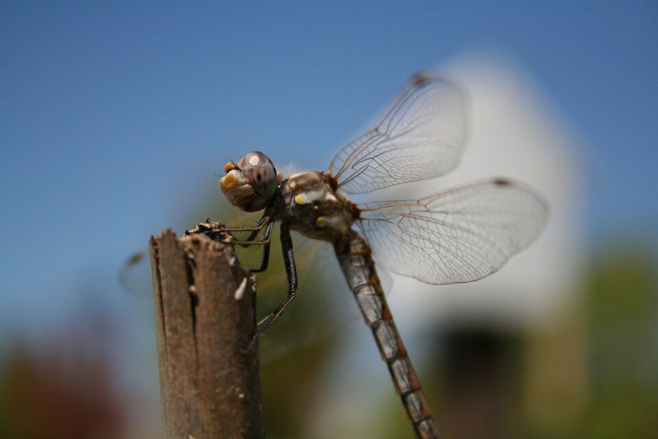 File:Dragonfly.jpg