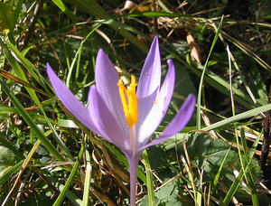 Saffroncrocus.png