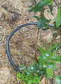 Irrigation strategically wrapped around the plant to spot irrigate