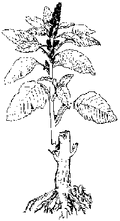 120px-P179A.GIF