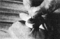 Thumbnail for version as of 01:23, 6 January 2007
