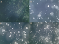 Thumbnail for version as of 12:59, 6 November 2023