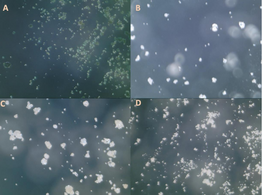 Towards Sustainable Protein Sources: The Thermal and Rheological Properties of Alternative Proteins