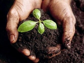 330px-Biochar2.jpg