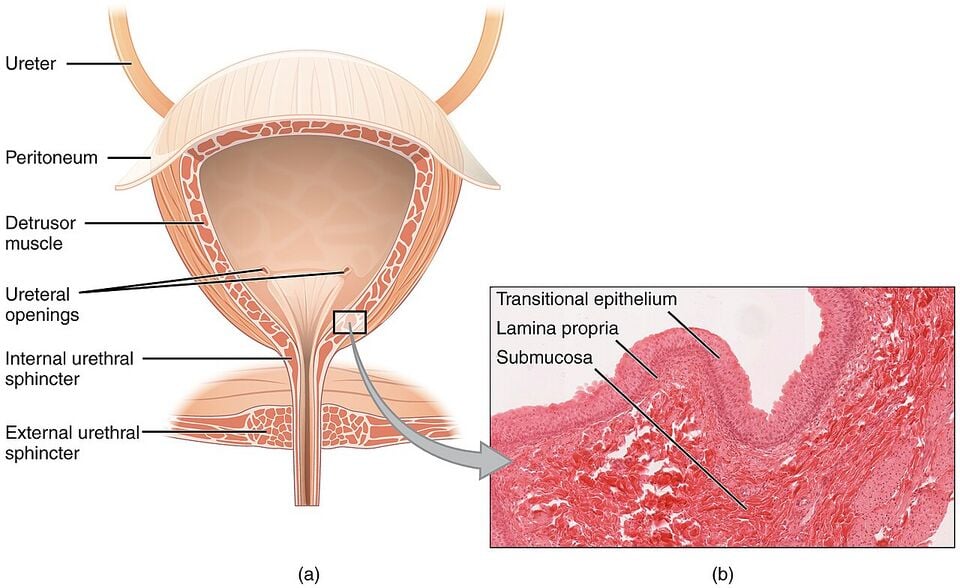 File:TissueDB Bladder hero.jpg