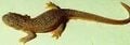 Rough Skinned Newt Taricha granulosa
