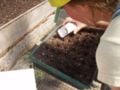 Julie Jo sowing lettuce seeds into a flat filled with potting mix