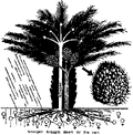 Thumbnail for version as of 01:25, 6 January 2007