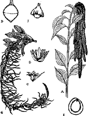 300px-Amaranth_PXA.GIF