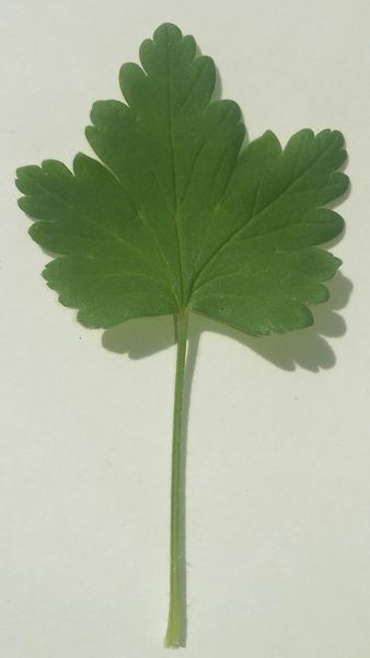 File:Ribes uva-crispa leaf.jpeg