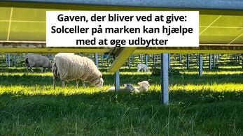 Gaven, der bliver ved at give: Solceller på marken kan hjælpe med at øge udbytter