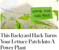 This Backyard Hack Turns Your Lettuce Patch Into A Power Plant