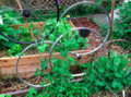 More bike wheel supports (with peas)